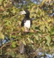 /album/photogallery/african-pied-hornbill-4-jpg/